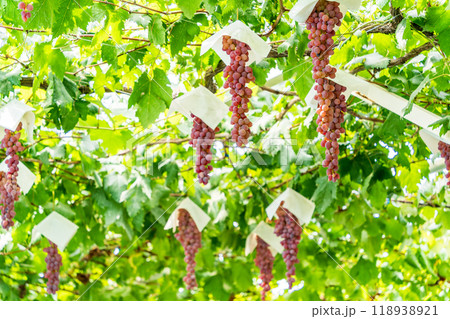【山梨県】ぶどう狩り　葡萄園のブドウ　房の長いブドウ 118938921