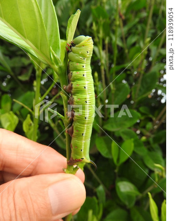 クチナシの葉を食べる「オオスカシバ」の幼虫 クチナシの葉を食べる「オオスカシバ」の幼虫 118939054