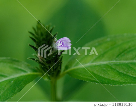 秋の訪れを告げる花キツネノマゴ 118939130