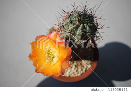 アカントカリキウムグラウカム サボテンの花 アカントカリキウムの写真