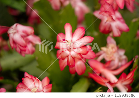 秋に咲く赤い色のデンマークカクタスの花 秋に咲く赤い色のデンマークカクタスの花 118939586