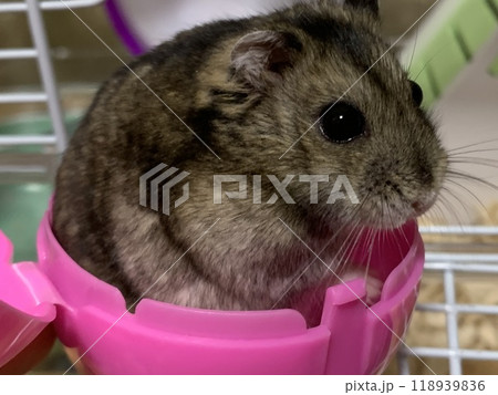 ガシャポンハムスター 118939836