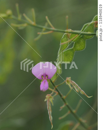 ヌスビトハギのピンクの花と種（くっつき虫） 118940019