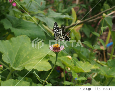 百日草の花にとまって蜜を吸うアゲハ(並揚羽) 百日草の花にとまって蜜を吸うアゲハ(並揚羽) 118940031