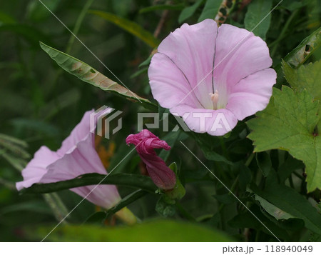 ピンクのヒルガオの花のクローズアップ 118940049