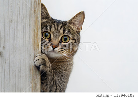 木の隙間から顔を覗かせる猫。好奇心旺盛なペットの瞬間 118940108