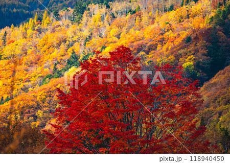 大カエデとカラフルな紅葉 大カエデとカラフルな紅葉 118940450