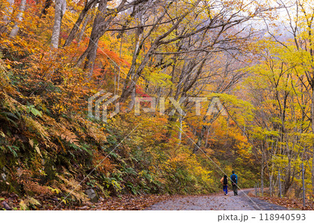 日本の美しい紅葉した景色 118940593