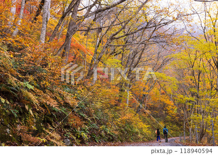 日本の美しい紅葉した景色 日本の美しい紅葉した景色 118940594