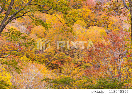 日本の美しい紅葉した景色 日本の美しい紅葉した景色 118940595