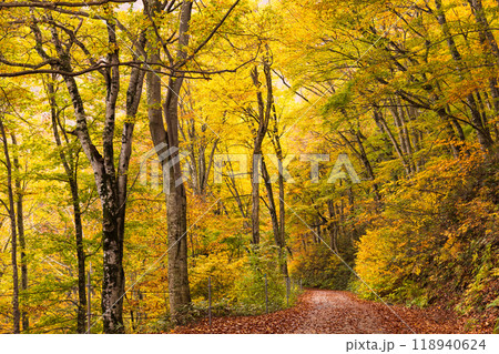 日本の美しい紅葉した森の景色 118940624