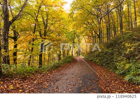 日本の美しい紅葉した森の景色 118940625