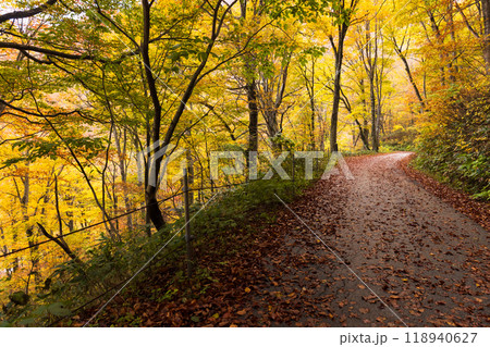 日本の美しい紅葉した森の景色 日本の美しい紅葉した森の景色 118940627