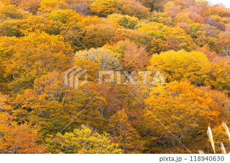 日本の美しい紅葉した森の景色 118940630