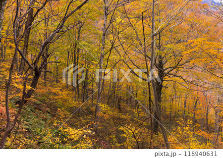 日本の美しい紅葉した森の景色 118940631