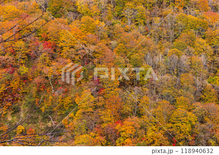 日本の美しい紅葉した森の景色 日本の美しい紅葉した森の景色 118940632
