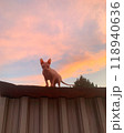 A sphinx cat on colorful sunset background. Bald pink sphynx. Hairless cat breed. Silhouette of naked cat purebred. Copy space. High quality photo 118940636