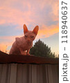 A sphinx cat on colored sunset background. Bald pink sphynx. Hairless cat breed. Silhouette of naked cat purebred. Copy space. High quality photo 118940637