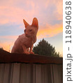 A sphynx cat on sunset background. Bald pink sphinx. Hairless cat breed. Silhouette of naked cat purebred. Copy space. High quality photo 118940638