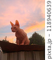 A sphinx cat on colored sunset background. Bald pink sphynx. Hairless cat breed. Silhouette of naked cat purebred. Copy space. High quality photo 118940639