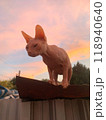 A sphynx cat on colored sunset background. Bald pink sphinx. Hairless cat breed. Silhouette of naked cat purebred. Copy space. High quality photo 118940640