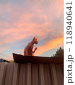 A sphinx cat on colored sunset background. Bald pink sphynx. Hairless cat breed. Silhouette of naked cat purebred. Copy space. High quality photo 118940641