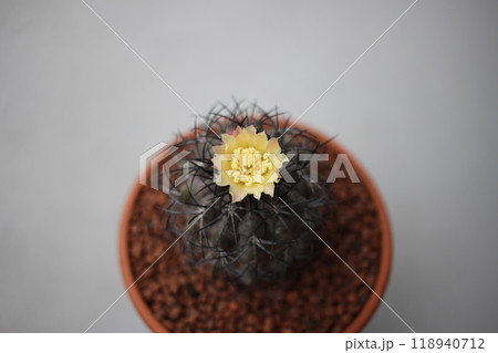 サボテンの花 グリセオビオラセア 栗星玉 コピアポア サボテンの花 グリセオビオラセア 栗星玉 コピアポア 118940712
