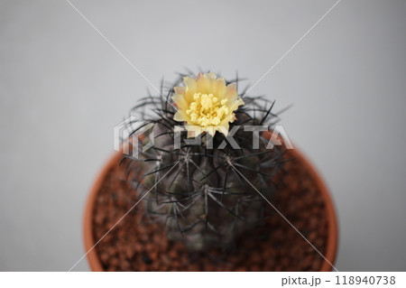 サボテンの花　グリセオビオラセア　栗星玉　コピアポア 118940738