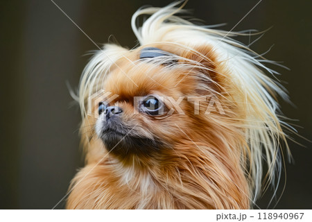 Chihuahuan dog with long hair 118940967