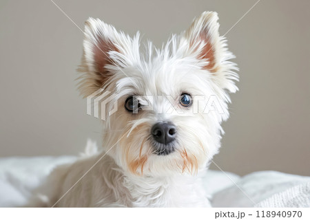 A small white dog sitting on a bed 118940970