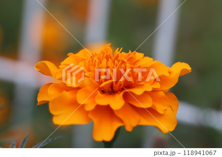 秋の庭に咲くマリーゴールドの橙色の花 秋の庭に咲くマリーゴールドの橙色の花 118941067