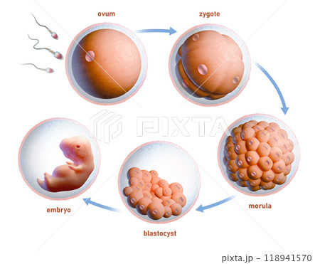 Human fertilization and embryonic development Human fertilization and embryonic development 118941570