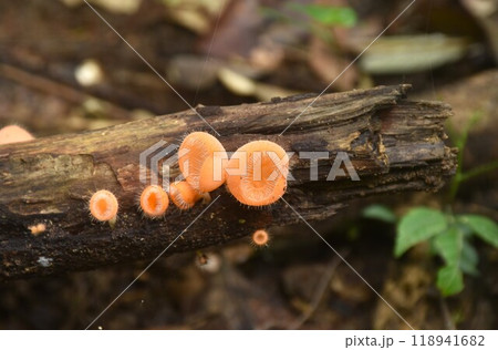 fungi cup mushroom growth for rain season on tree trunk in Chet Kod waterfall on Thailand fungi cup mushroom growth for rain season on tree trunk in Chet Kod waterfall on Thailand 118941682