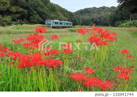 烏山線「彼岸花咲く里山風景を走る列車」 118941744