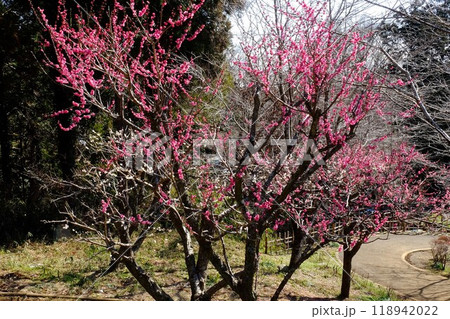散策路の八重紅梅　【相模原市津久井　2月】 118942022