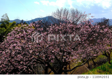 満開の河津桜と北丹沢の山々 【相模原市津久井 3月】 満開の河津桜と北丹沢の山々 【相模原市津久井 3月】 118942031