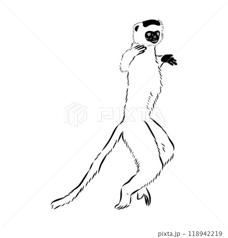 Verreaux's sifaka - vector illustration sketch hand drawn with black lines Verreaux's sifaka - vector illustration sketch hand drawn with black lines 118942219