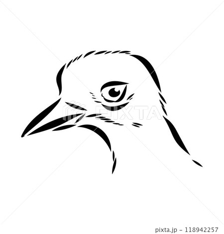 Vector card with hand drawn cute plover. Beautiful animal design elements, ink drawing Vector card with hand drawn cute plover. Beautiful animal design elements, ink drawing 118942257