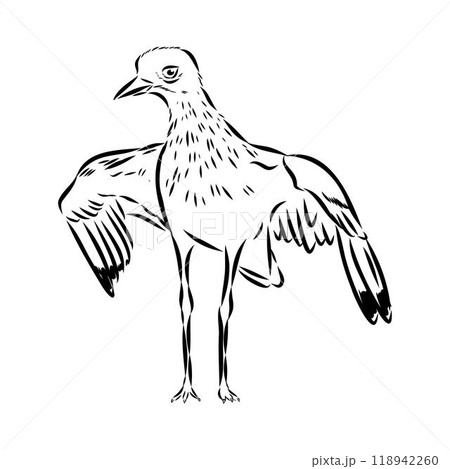 Vector card with hand drawn cute plover. Beautiful animal design elements, ink drawing Vector card with hand drawn cute plover. Beautiful animal design elements, ink drawing 118942260