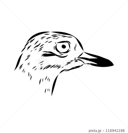 Vector card with hand drawn cute plover. Beautiful animal design elements, ink drawing 118942286