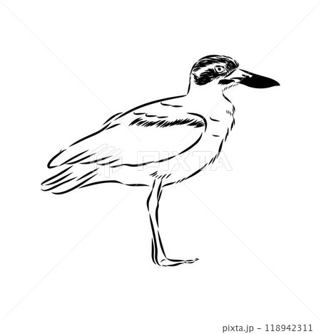 Vector card with hand drawn cute plover. Beautiful animal design elements, ink drawing 118942311