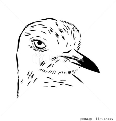 Vector card with hand drawn cute plover. Beautiful animal design elements, ink drawing 118942335