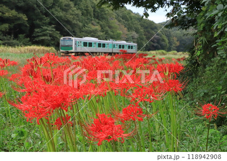 烏山線「真っ赤で艶やかな彼岸花咲く風景」 118942908