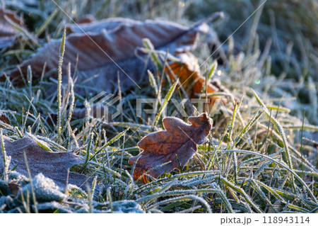 Frosty Leaves and Grass on a Beautiful Winter Landscape All Covered in Snow and Ice 118943114