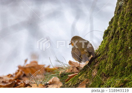 A Charming Bird Gracefully Perched on a Tree in a Beautiful Autumn Landscape Setting 118943119