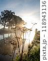 A Serene Sunrise Over a Misty River with Silhouetted Plants Creates a Beautiful Scene 118943136