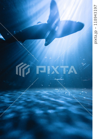アクアマリンふくしまの水槽内を泳ぐサメ 118943197