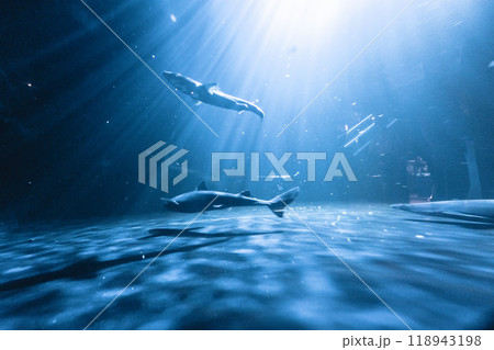 アクアマリンふくしまの水槽内を泳ぐサメ 118943198