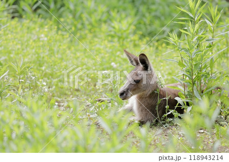 草むらで休むオオカンガルー 草むらで休むオオカンガルー 118943214