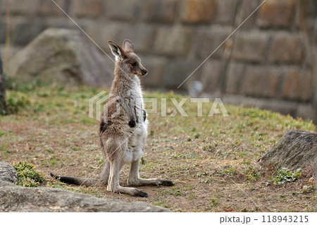 立つオオカンガルーの子供 118943215